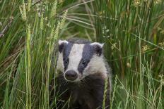 Badger walking through long grass, nr Launceston, Cornwall-David Pike-Photographic Print