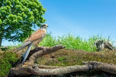 Kestrel perched on fallen branch, UK-David Pike-Photographic Print