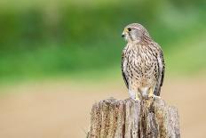 Buzzard in flight, Marlborough Downs, UK-David Pike-Framed Stretched Canvas