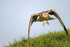 Buzzard in flight, Marlborough Downs, UK-David Pike-Framed Photographic Print