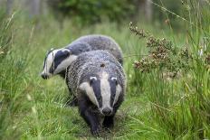 Badger walking through long grass, nr Launceston, Cornwall-David Pike-Photographic Print