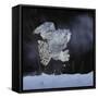 Canvas Black