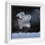 White Frame