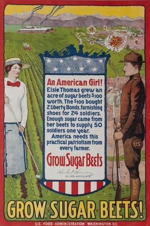 Grow Sugar Beets, American WWI Home Front Poster