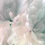 Chrysanthemum Pale Sepia III-David Pollard-Art Print