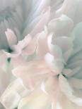 Chrysanthemum XI-David Pollard-Framed Art Print