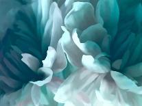 Chrysanthemum Pink & Cyan III-David Pollard-Art Print