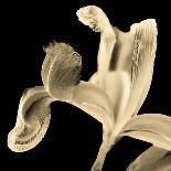 Iris II Buttercup on Black-David Pollard-Photo