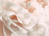 Chrysanthemum VII-David Pollard-Art Print