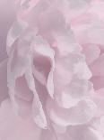 Chrysanthemum Pink & Cyan III-David Pollard-Art Print