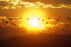 A Flock of Geese Fly at Sunrise in Boise, Idaho, USA-David R. Frazier-Laminated Photographic Print