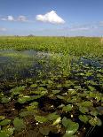Water Lilies and Sawgrass in the Florida Everglades, Florida, USA-David R. Frazier-Photographic Print