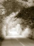 Road in Autumn-David Ridley-Photographic Print