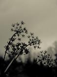 Silhouette of Cow Parsley-David Ridley-Photographic Print