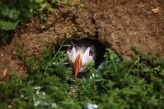 An Atlantic Puffin peers out from its burrow on Skomer Island, Wales, United Kingdom, Europe-David Rocaberti-Photographic Print