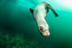 A Steller sea lion (Eumetopias jubatus) speeding in front of the camera, British Columbia, Canada-David Salvatori-Framed Premium Photographic Print