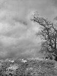 Two Little Lambs Playing in a Field-David Scherman-Photographic Print