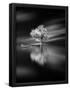 Essential Black