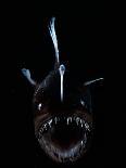 Angler Fish (Melanocetus Murrayi) Mid-Atlantic Ridge, North Atlantic Ocean-David Shale-Photographic Print