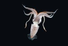 Deepsea Squid (Histioteuthis Sp) From Between 188M-617Ft And 507M-1,663Ft Depth, Night-David Shale-Photographic Print