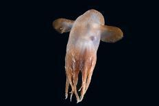 (Periphylla Sp) Jellyfish, Deep Sea Atlantic Ocean-David Shale-Photographic Print