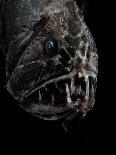 Deep Sea Anglerfish, Female with Lure Projecting from Head to Attract Prey, Atlantic Ocean-David Shale-Photographic Print
