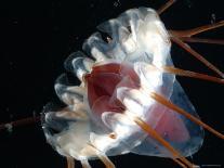 Fangtooth, Bathypelagic Fish (Anoplogaster Cornuta), Deep Sea Atlantic Ocean-David Shale-Photographic Print