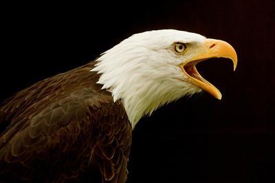 Alaska. Bald Eagle Portrait