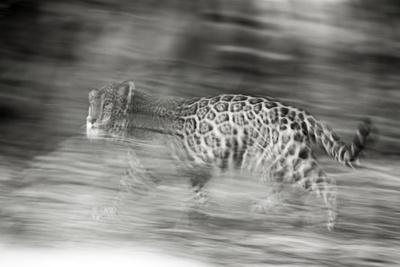Mexico, Panthera Onca, Jaguar Running Through Forest