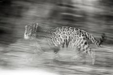 Mexico, Panthera Onca, Jaguar Walking in Forest-David Slater-Photographic Print