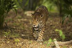 Mexico, Panthera Onca, Jaguar Running Through Forest-David Slater-Photographic Print