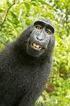 Mexico, Yucatan. Spider Monkey, Adult in Tree Curious About a Leaf-David Slater-Photographic Print