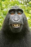 Mexico, Yucatan. Spider Monkey, Adult in Tree Curious About a Leaf-David Slater-Photographic Print