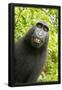 Essential Black