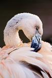 Americas. Egretta Thula, Snowy Egret Juvenile , Tropical Forest-David Slater-Photographic Print