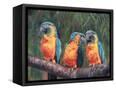 Canvas Black