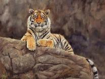 amur tiger on the rocks-David Stribbling-Art Print