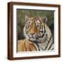 Brown Frame