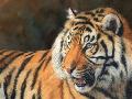 Laminate