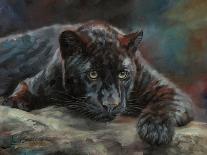 California Cougar-David Stribbling-Art Print