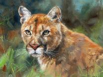 California Cougar-David Stribbling-Art Print