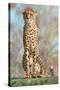 Stretched Canvas