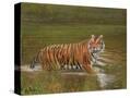 Stretched Canvas