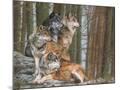 Wood Mount