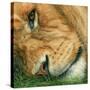 Stretched Canvas