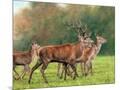 Wood Mount