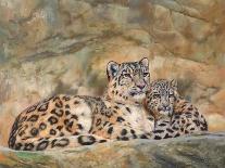 Snow Leopards Circles-David Stribbling-Art Print