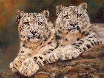 California Cougar-David Stribbling-Art Print
