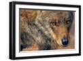 Black Frame