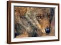 Brown Frame